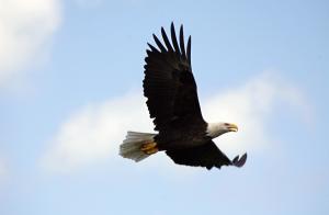bald-eagle-487